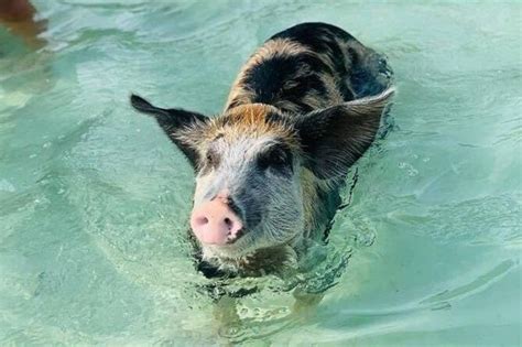 Eleuthera Swimming Pigs & Famous Pink Sands Beach All。